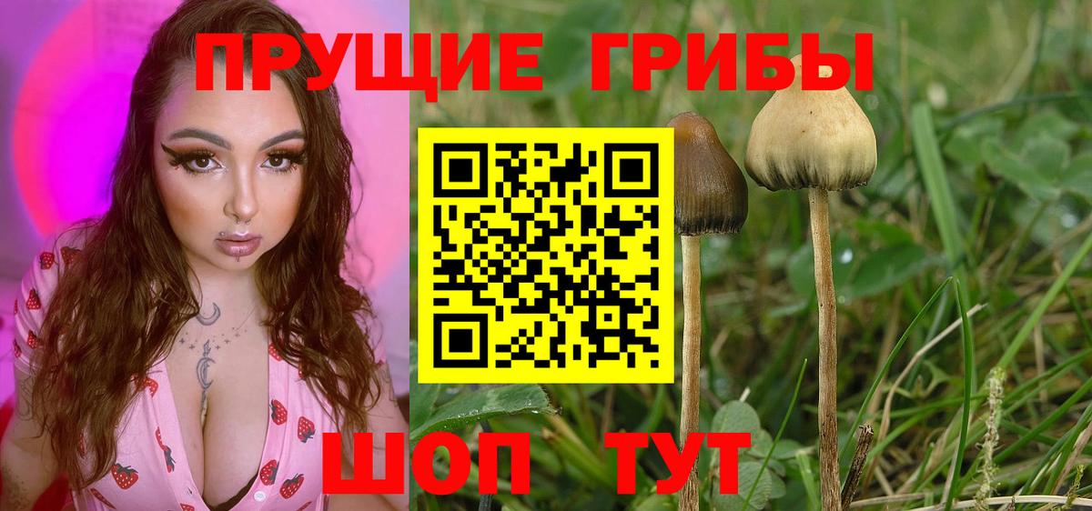 Псилоцибиновые грибы прущие грибы  наркотики  Ульяновск  Вход с VPN 